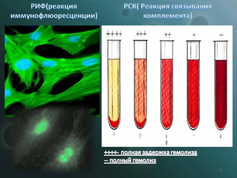 11 РИФ(реакция иммунофлюоресценции) РСК( Реакция связывания комплемента) ++++- полная задержка гемолиза -- полный гемолиз